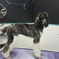 Brindle female, a female Poodle - Standard  for sale in Parker, CO – Photo 2 of 3