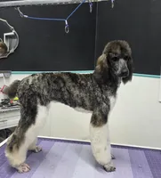 processed/8275388d-96ff-4f8f-9cdf-c5a9cd16bd01/listing/0cf2cdbf-cd66-40c4-9ce8-4eaa8cb00853/2ca9a5e6-a492-424d-b68b-30828e3939db