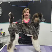 Brindle female, a female Poodle - Standard  for sale in Parker, CO – Photo 1 of 3