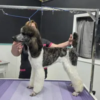 Brindle female, a female Poodle - Standard  for sale in Parker, CO – Photo 3 of 3