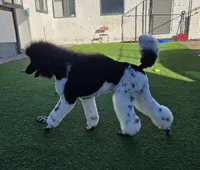 Danish, a male Poodle - Standard  for sale in Parker, CO – Photo 2 of 4