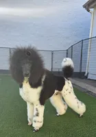 Danish, a male Poodle - Standard  for sale in Parker, CO – Photo 1 of 4