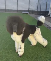Danish, a male Poodle - Standard  for sale in Parker, CO – Photo 3 of 4