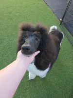 Danish, a male Poodle - Standard  for sale in Parker, CO – Photo 4 of 4