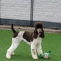 Kahlua, a female Poodle - Standard  for sale in Parker, CO – Photo 5 of 8