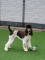 Kahlua, a female Poodle - Standard  for sale in Parker, CO – Photo 5 of 8