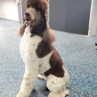 Kahlua, a female Poodle - Standard  for sale in Parker, CO – Photo 6 of 8