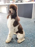 Kahlua, a female Poodle - Standard  for sale in Parker, CO – Photo 6 of 8