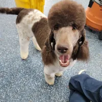 Kahlua, a female Poodle - Standard  for sale in Parker, CO – Photo 8 of 8