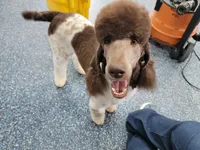 Kahlua, a female Poodle - Standard  for sale in Parker, CO – Photo 8 of 8