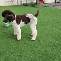 Kahlua, a female Poodle - Standard  for sale in Parker, CO – Photo 4 of 8