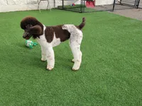 Kahlua, a female Poodle - Standard  for sale in Parker, CO – Photo 4 of 8