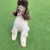 Kahlua, a female Poodle - Standard  for sale in Parker, CO – Photo 2 of 8