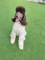 Kahlua, a female Poodle - Standard  for sale in Parker, CO – Photo 2 of 8
