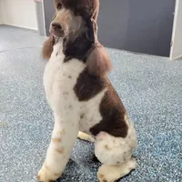 Kahlua, a female Poodle - Standard  for sale in Parker, CO – Photo 7 of 8
