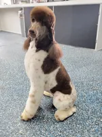 Kahlua, a female Poodle - Standard  for sale in Parker, CO – Photo 7 of 8