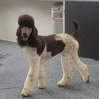 Kahlua, a female Poodle - Standard  for sale in Parker, CO – Photo 3 of 8