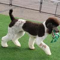 Kahlua, a female Poodle - Standard  for sale in Parker, CO – Photo 1 of 8