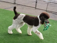 Kahlua, a female Poodle - Standard  for sale in Parker, CO – Photo 1 of 8
