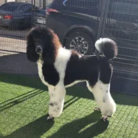 Eclair, a female Poodle - Standard  for sale in Parker, CO – Photo 1 of 5