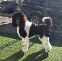 Eclair, a female Poodle - Standard  for sale in Parker, CO – Photo 1 of 5