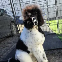 Eclair, a female Poodle - Standard  for sale in Parker, CO – Photo 3 of 5