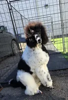 Eclair, a female Poodle - Standard  for sale in Parker, CO – Photo 3 of 5