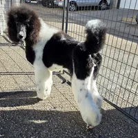 Eclair, a female Poodle - Standard  for sale in Parker, CO – Photo 2 of 5