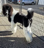 Eclair, a female Poodle - Standard  for sale in Parker, CO – Photo 2 of 5