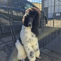 Eclair, a female Poodle - Standard  for sale in Parker, CO – Photo 4 of 5