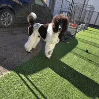 Eclair, a female Poodle - Standard  for sale in Parker, CO – Photo 5 of 5
