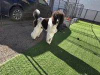 Eclair, a female Poodle - Standard  for sale in Parker, CO – Photo 5 of 5