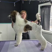 Brindle Swiss, a female Poodle - Standard  for sale in Parker, CO – Photo 3 of 4