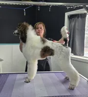 Brindle Swiss, a female Poodle - Standard  for sale in Parker, CO – Photo 3 of 4