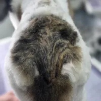 Brindle Swiss, a female Poodle - Standard  for sale in Parker, CO – Photo 2 of 4