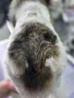 Brindle Swiss, a female Poodle - Standard  for sale in Parker, CO – Photo 2 of 4