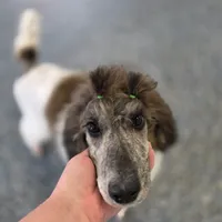 Brindle Swiss, a female Poodle - Standard  for sale in Parker, CO – Photo 4 of 4