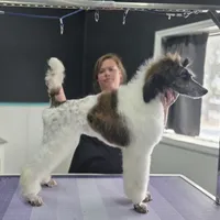 Brindle Swiss, a female Poodle - Standard  for sale in Parker, CO – Photo 1 of 4