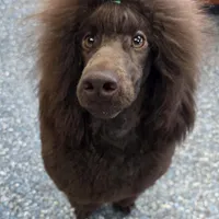 Butterfinger, a male Poodle - Miniature  for sale in Parker, CO – Photo 3 of 5