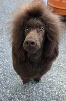 Butterfinger, a male Poodle - Miniature  for sale in Parker, CO – Photo 3 of 5