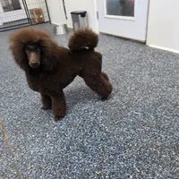 Butterfinger, a male Poodle - Miniature  for sale in Parker, CO – Photo 5 of 5