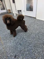 Butterfinger, a male Poodle - Miniature  for sale in Parker, CO – Photo 5 of 5