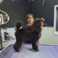 Butterfinger, a male Poodle - Miniature  for sale in Parker, CO – Photo 4 of 5