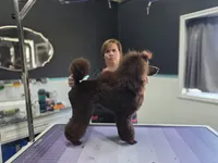 Butterfinger, a male Poodle - Miniature  for sale in Parker, CO – Photo 4 of 5