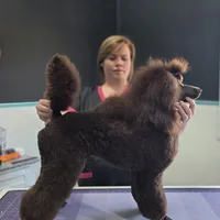 Butterfinger, a male Poodle - Miniature  for sale in Parker, CO – Photo 2 of 5