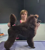 Butterfinger, a male Poodle - Miniature  for sale in Parker, CO – Photo 2 of 5