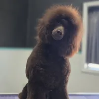 Butterfinger, a male Poodle - Miniature  for sale in Parker, CO – Photo 1 of 5