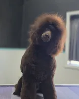 Butterfinger, a male Poodle - Miniature  for sale in Parker, CO – Photo 1 of 5