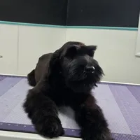 Fettuccine, a female Giant Schnauzer for sale in Parker, CO – Photo 2 of 4