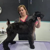 Fettuccine, a female Giant Schnauzer for sale in Parker, CO – Photo 4 of 4